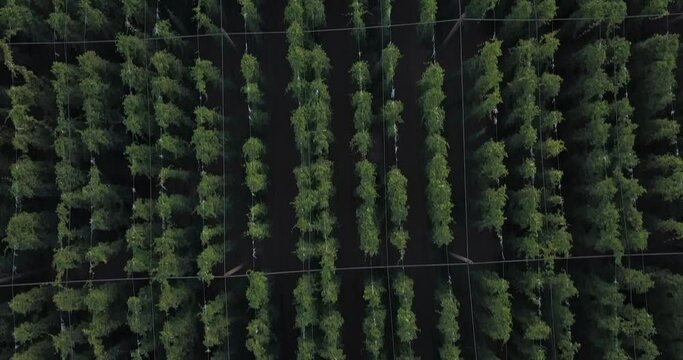 Aerial view of hops field