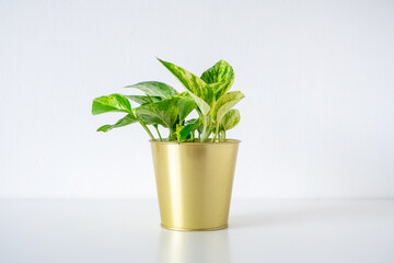 Pothos marble queen houseplant in shiny golden plant pot on a white background