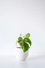 Monstera albo variegata, variegated monstera with speckled leaves rare houseplant in a white pot on a white background