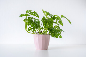 Monstera adansonii aka monkey mask houseplant on a white background