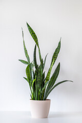 Beautiful large sansevieria snakeplant houseplant in plant pot on a white background, air purifying plant