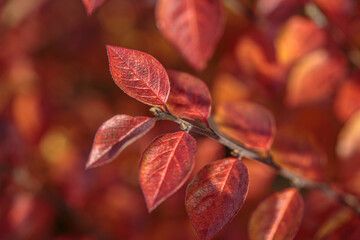 Autumn colorful leaves as background. Modern texture. Abstract template for text and design.