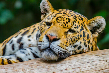 Portrait shot of a leopard resting on a wooden branch