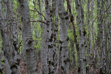 Hayedo en primavera en la Selva de Irati Norte de España