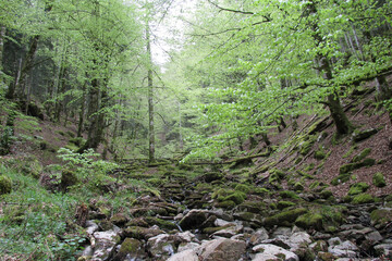 Hayedo en primavera en la Selva de Irati Norte de España