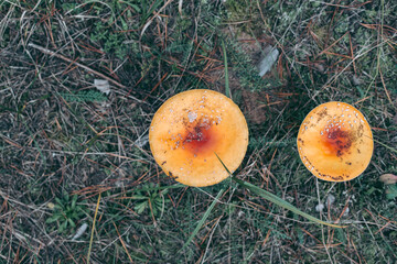 Amanita poisonous mushroom in the autumn forest