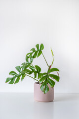Rhaphidophora tetrasperma mini monstera trending tropical houseplant in pink chevron pot on a white background © Zuzana