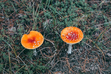 Amanita poisonous mushroom in the autumn forest