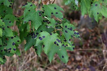 Black and yellow spots on a green maple leaf
