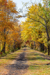 Path through woods in autumn while leaf peeping the yellow and orange fall colors of tree leaves