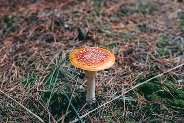 Amanita poisonous mushroom in the autumn forest