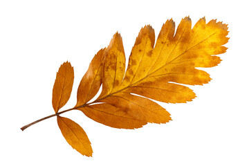 Closeup image of dried yellow oak leaf rowan isolated at white background. Textured autumn foliage pattern.