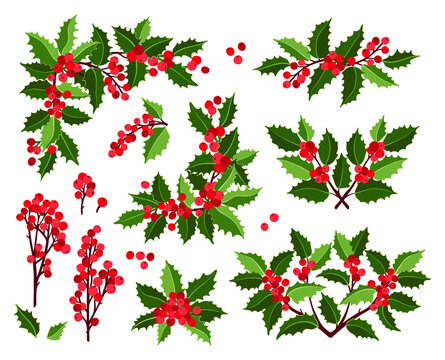 Christmas Collection of decorative leaves holly and branches with winter red berries, for your design. Christmas decoration. Vector Set of Christmas evergreen holly leaves. 