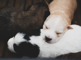 Close-up portrait of three cute newborn sleeping puppies.