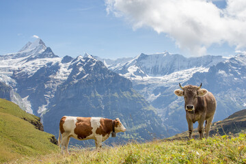 Fototapeta na wymiar Two Swiss cows with white Alpine peaks in the background