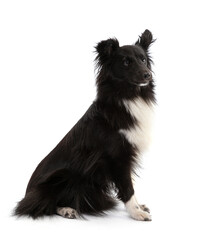 Obraz premium Black and white Shetland Sheepdog seated