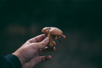Edible mushroom in the hand of a man in the autumn forest