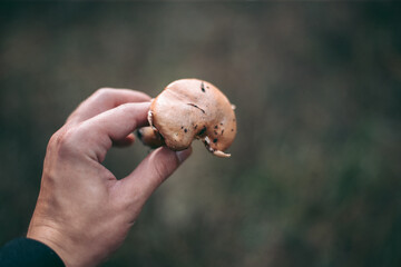 Edible mushroom in the hand of a man in the autumn forest