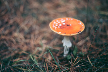 Amanita poisonous mushroom in the autumn forest