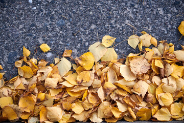 Yellow birch leaves at the roadside in autumn