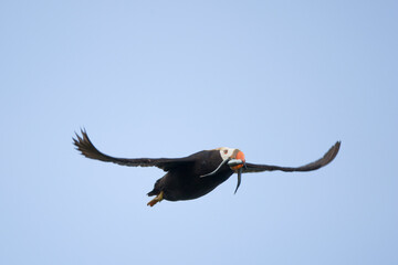 Tufted Puffin, Katmai National Park, Alaska