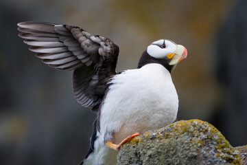 Horned Puffin, Katmai National Park, Alaska