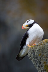 Horned Puffin, Katmai National Park, Alaska