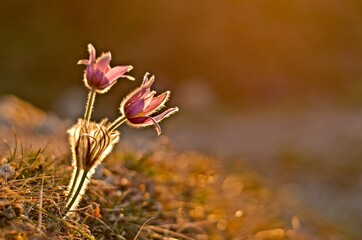 Pasque Flower blooming on spring at the sunset. Pulsatilla grandis. Pasqueflower (Pulsatilla pratensis). 