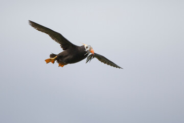 Tufted Puffin, Katmai National Park, Alaska