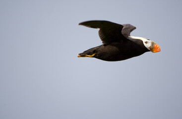 Tufted Puffin, Katmai National Park, Alaska