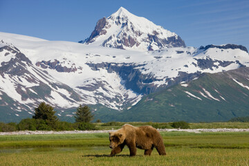 Grizzly Bear, Hallo Bay, Katmai National Park, Alaska