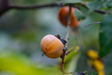 Persimmon fruit on the tree