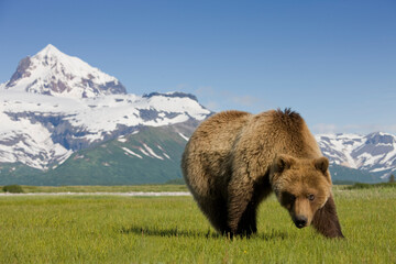 Grizzly Bear, Hallo Bay, Katmai National Park, Alaska