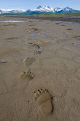 Brown Bear Tracks, Hallo Bay, Katmai National Park, Alaska