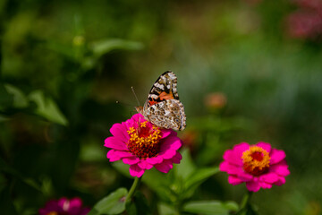 Zinnia polinator with butterfly
