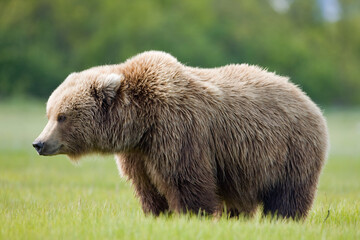 Grizzly Bear, Hallo Bay, Katmai National Park, Alaska