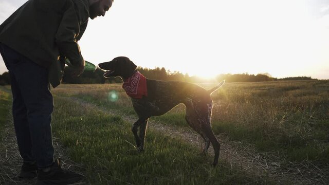 A young man walks in a field with his dog Kurzhaar and plays a flying saucer