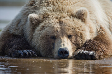 Fototapeta premium Grizzly Bear, Hallo Bay, Katmai National Park, Alaska
