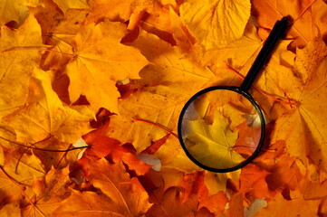 Magnifying glass lies on the yellow, fallen leaves.