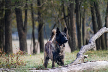 Obraz premium Dutch Shepherd Dog in a field, alert watchdog