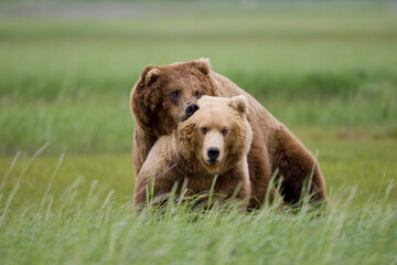 Mating Grizzly Bears, Hallo Bay, Katmai National Park, Alaska