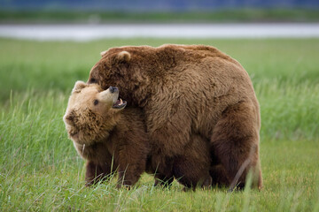 Fototapeta na wymiar Grizzly Bears Mating, Hallo Bay, Katmai National Park, Alaska