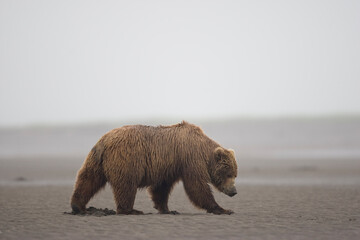 Grizzly Bear, Hallo Bay, Katmai National Park, Alaska