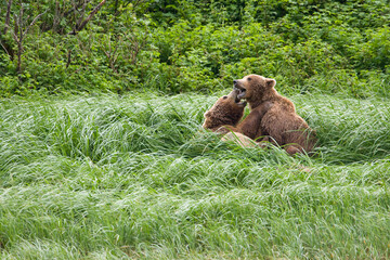Grizzly Bear, Kukak Bay, Katmai National Park, Alaska