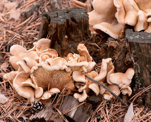 Curly Oyster Mushroom fungus growing on a fallen tree stump in the autumn forest.