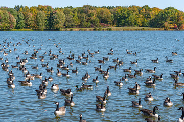 Huge flock of geese and ducks swimming in lake near forest with fall colors in trees