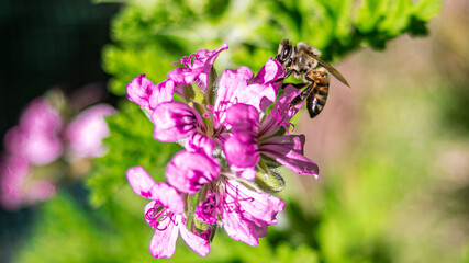 bee on a flower