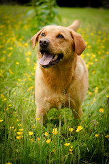 Labrador (lab) on a grass field