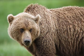 Obraz na płótnie Canvas Grizzly Bear, Kukak Bay, Katmai National Park, Alaska