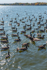 Flock of canadian geese and ducks fighting for bread from tourists in lake in park